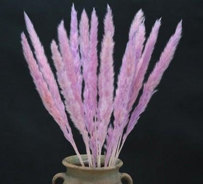 Home Store Wedding Bulrush Natural Dried Flowers Small Pampas Grass Phragmites Communis Decoration for Floor Vase Filler for Living Room Kitchen Decor