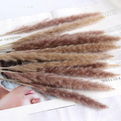 Real Dried Grass Reed Flower Natural Dry Small Bulrush Bouquet Pampas Reeds Home Decoration Wedding Decor Pompass Grass Branches for Vase Artificial Grass Room Décor Wedding Decorations