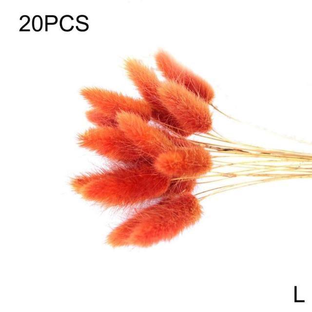 Real Dried Grass Reed Flower Natural Dry Small Bulrush Bouquet Pampas Reeds Home Decoration Wedding Decor Pompass Grass Branches for Vase Artificial Grass Room Décor Wedding Decorations
