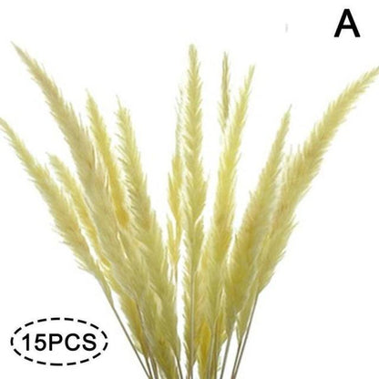 Real Dried Grass Reed Flower Natural Dry Small Bulrush Bouquet Pampas Reeds Home Decoration Wedding Decor Pompass Grass Branches for Vase Artificial Grass Room Décor Wedding Decorations